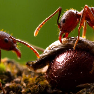 What is the spiritual meaning of dreaming about ants?