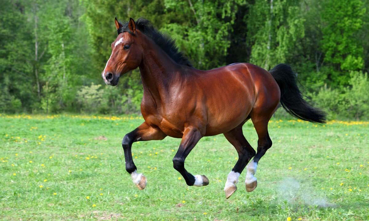 Spiritual Meaning Of Riding A Brown Horse In A Dream