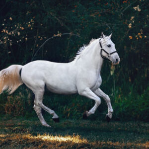 Dream Interpretation: What It Means When You Dream About a White Horse