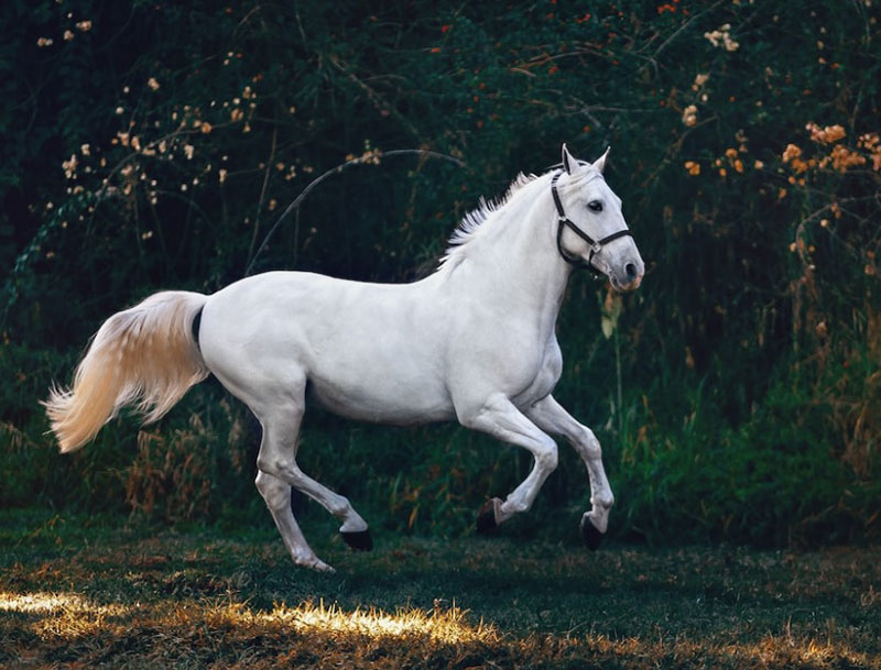 Dream Interpretation: What It Means When You Dream About a White Horse