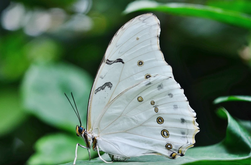 Exploring the Meaning of Seeing White Butterflies