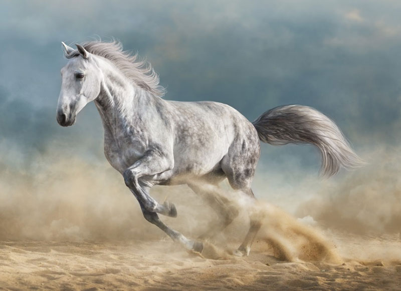 The Meaning Behind Dreams of Horses Exploring Symbolism and Interpretations