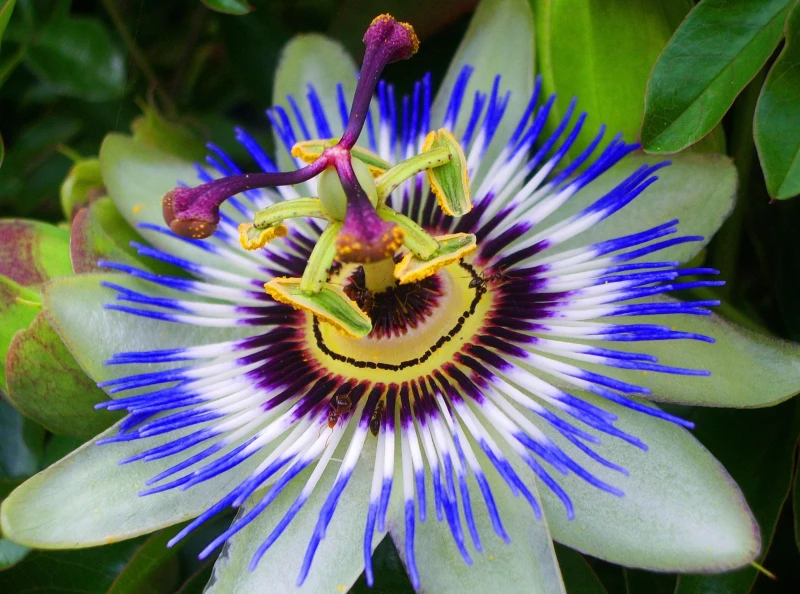 Passion Flower Meaning, Uses, and Benefits