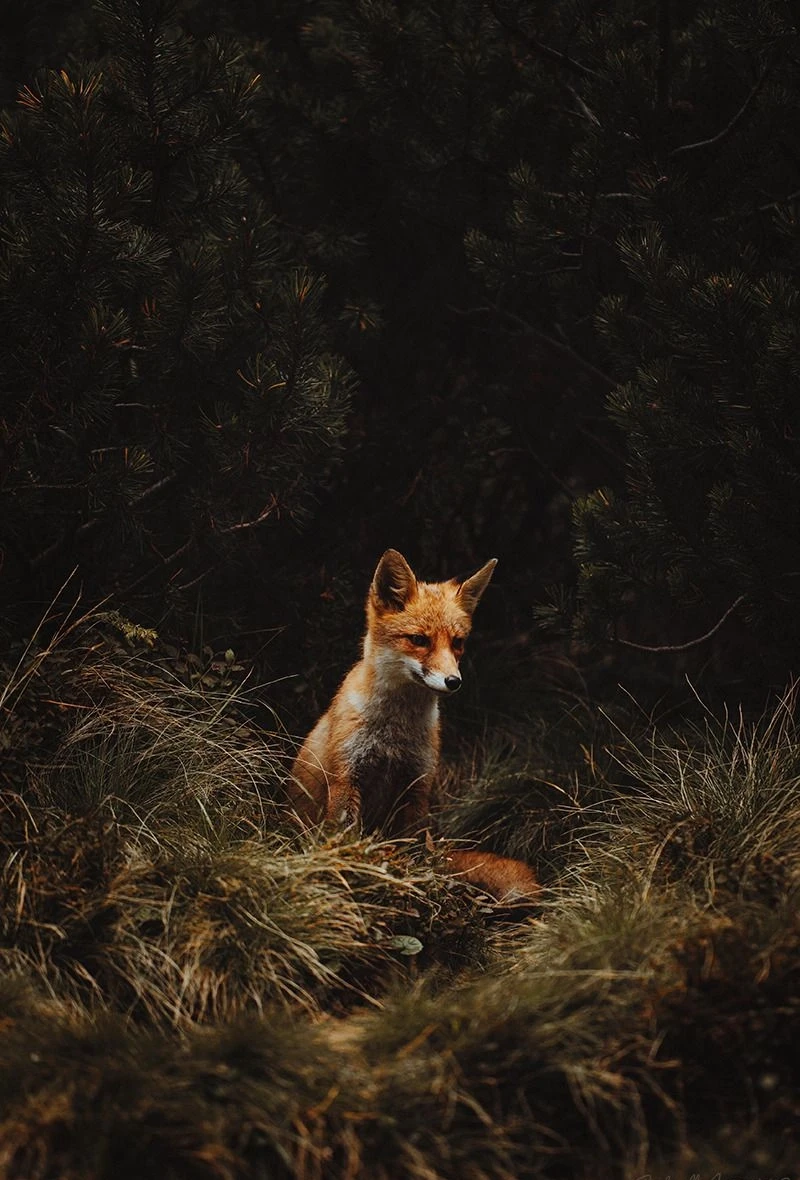 Seeing a Fox at Night Meaning Decoding the Symbolism