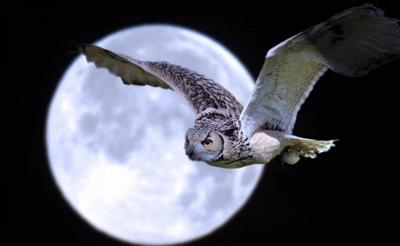 Seeing an Owl at Night Spiritual Meaning, Symbolism, and Interpretation