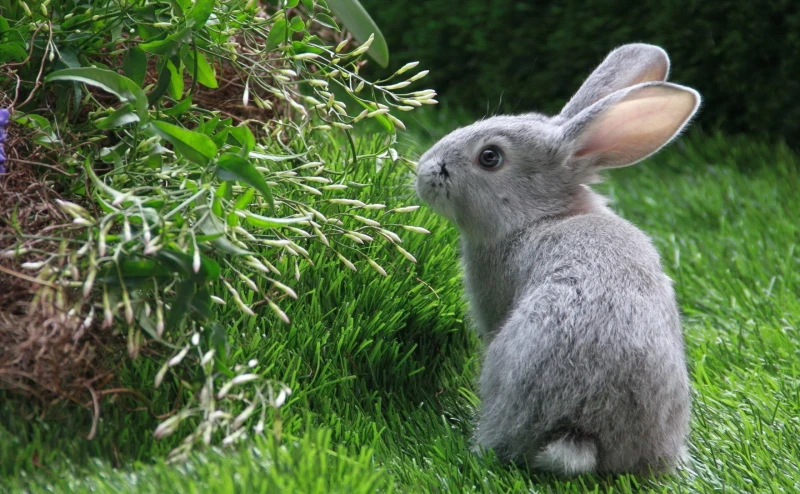 Spiritual Meaning of a Rabbit Understanding Its Symbolism and Significance