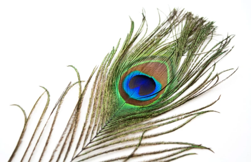 The Meaning and Symbolism of Peacock Feathers