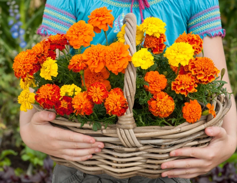 The Meaning of a Marigold Flower Symbolism and Significance