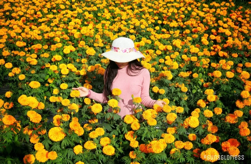 The Meaning of a Marigold Flower Symbolism and Significance