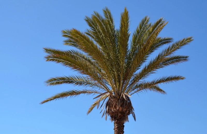 The Meaning of a Palm Tree Symbolism and Significance