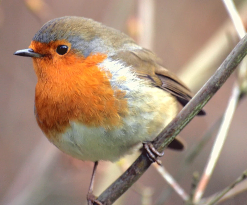 The Meaning of a Robin Bird A Guide to Symbolism, Mythology, and Folklore