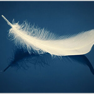 Understanding the White Feather Meaning Symbolism and Interpretations