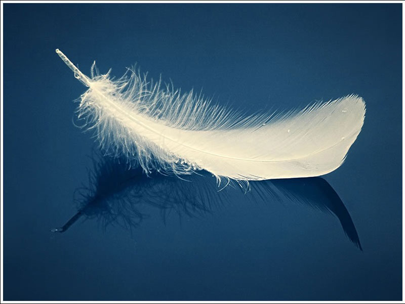 Understanding the White Feather Meaning Symbolism and Interpretations