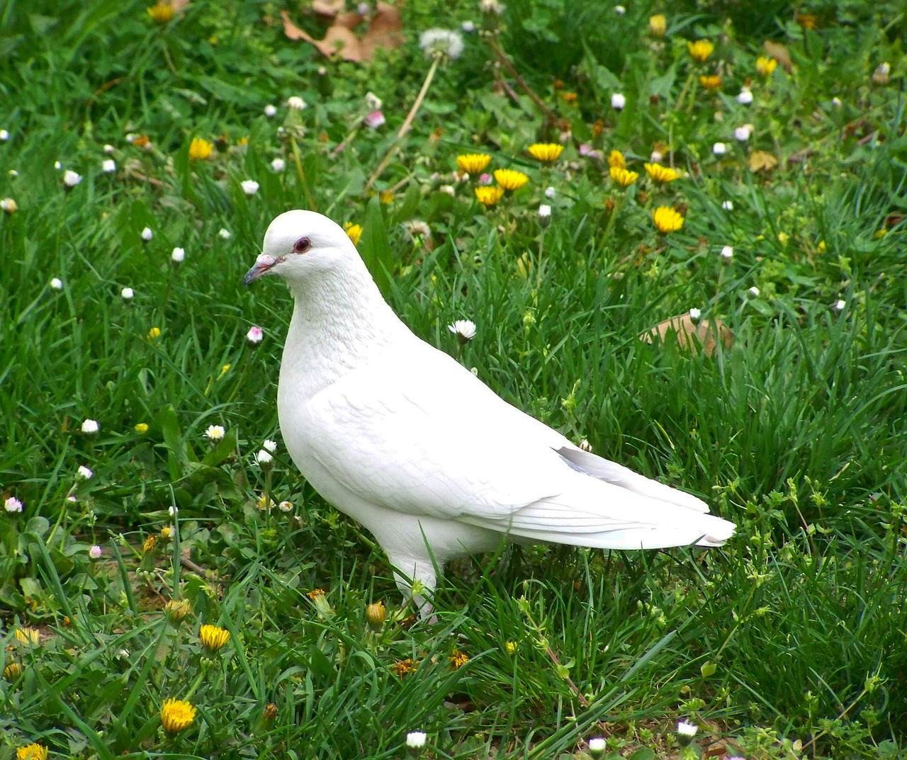 The Meaning of a White Pigeon Symbolism and Significance