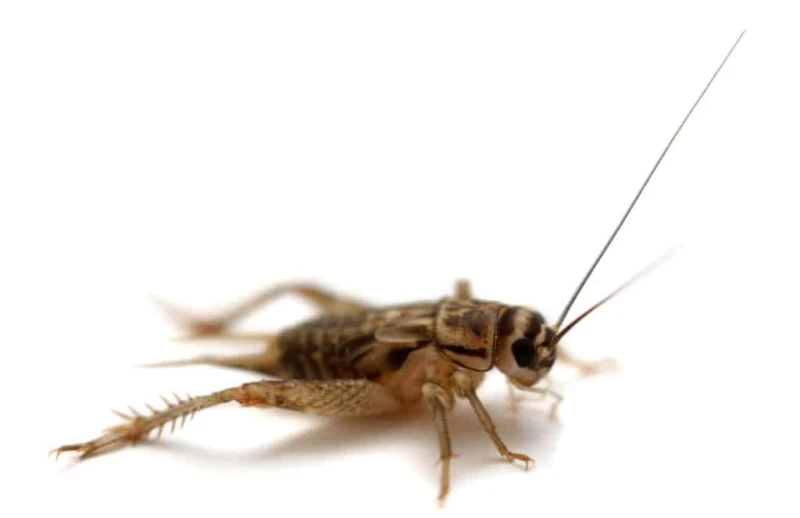 The Meaning of Crickets in Your House What You Need to Know