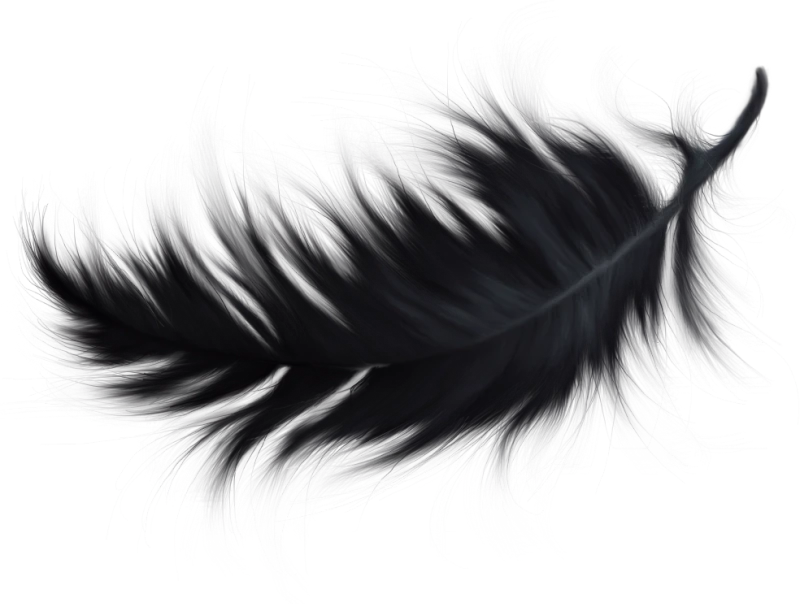 The Meaning of Finding a Black Feather