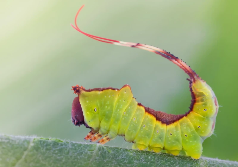 The Spiritual Meaning of a Caterpillar