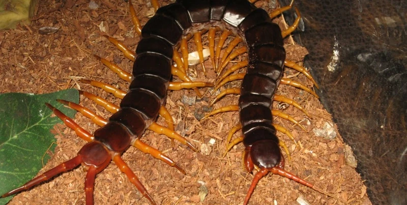 The Spiritual Meaning of a Centipede Symbolism and Interpretation