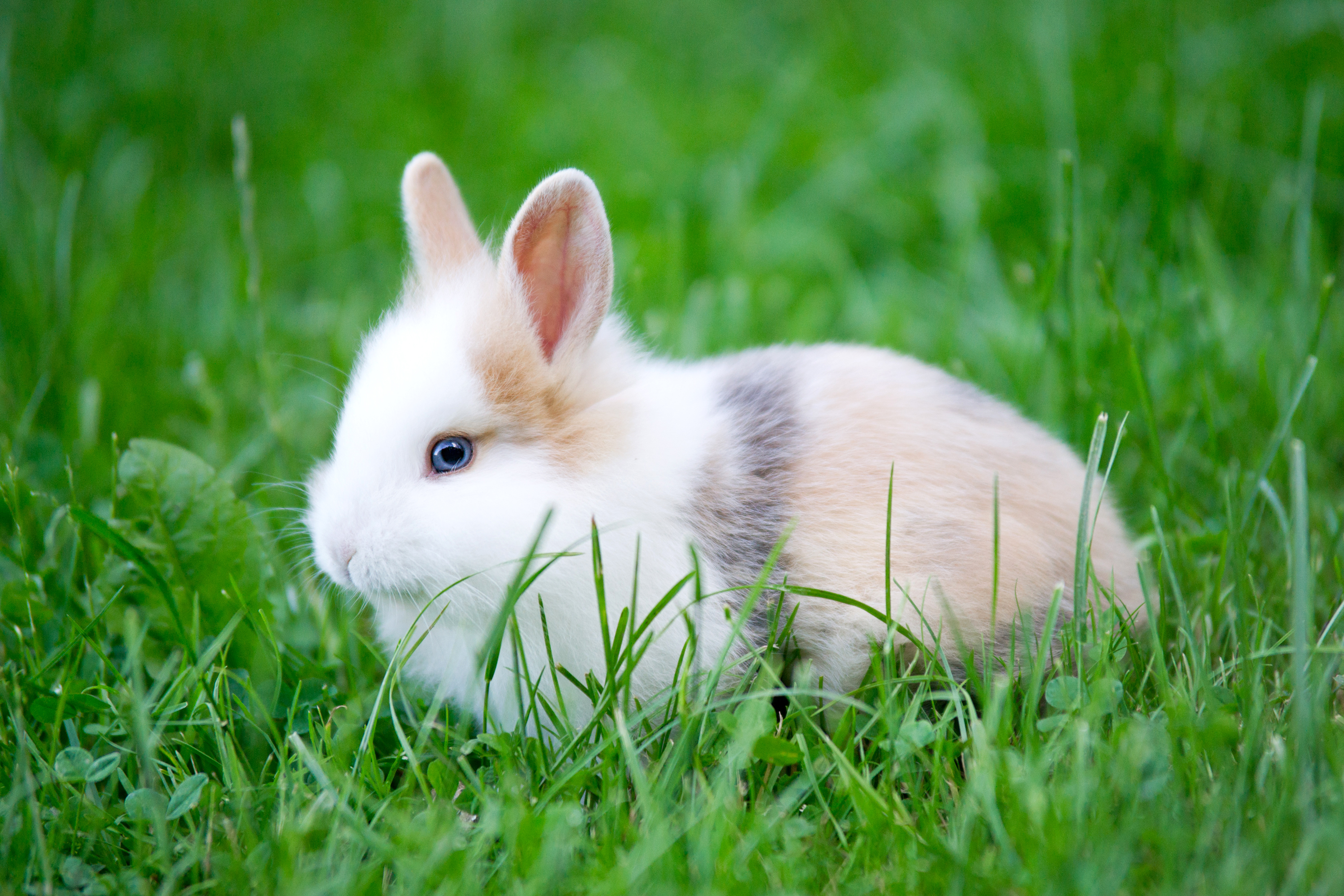 The Spiritual Meaning of a Rabbit Crossing Your Path