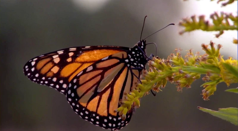 The Spiritual Meaning of Monarch Butterflies