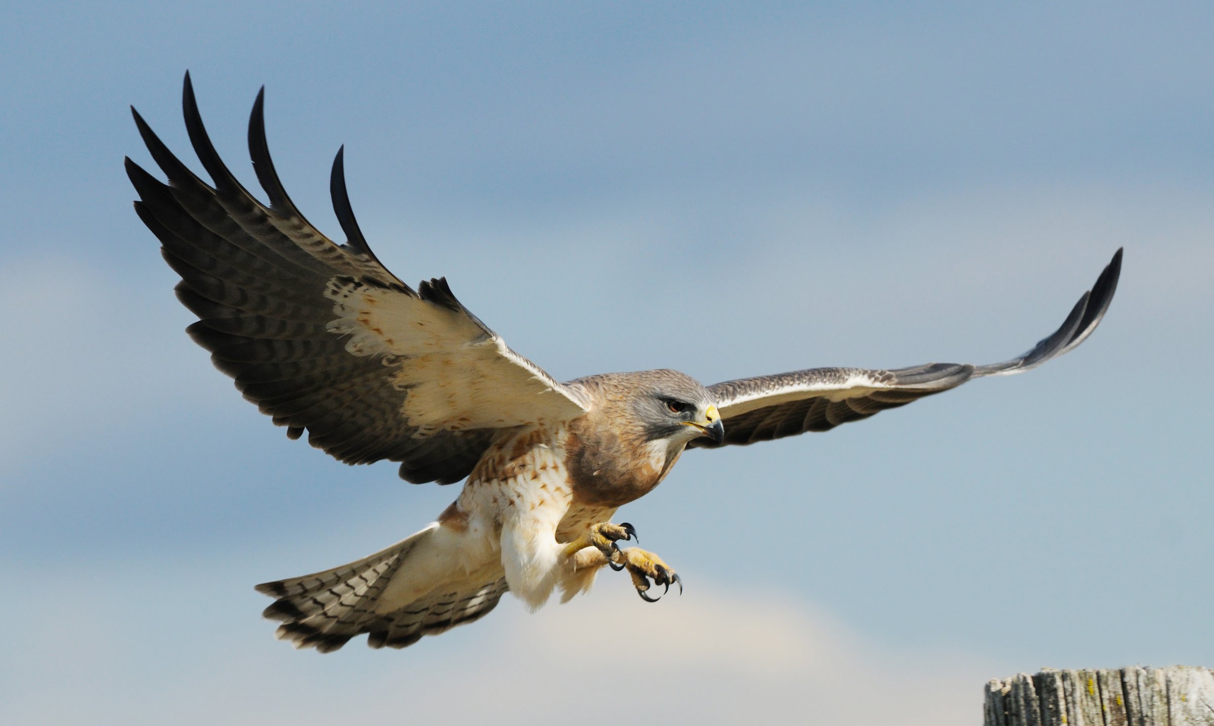 The Spiritual Meaning of Seeing a Hawk A Comprehensive Guide