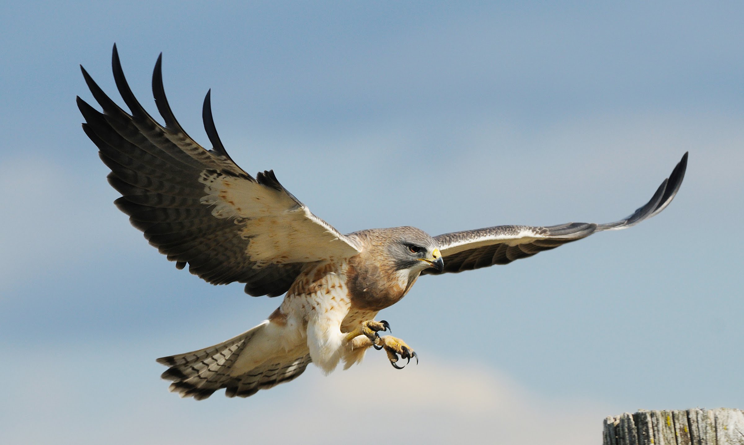 hawk-spiritual-meaning-good-luck-or-bad-omen