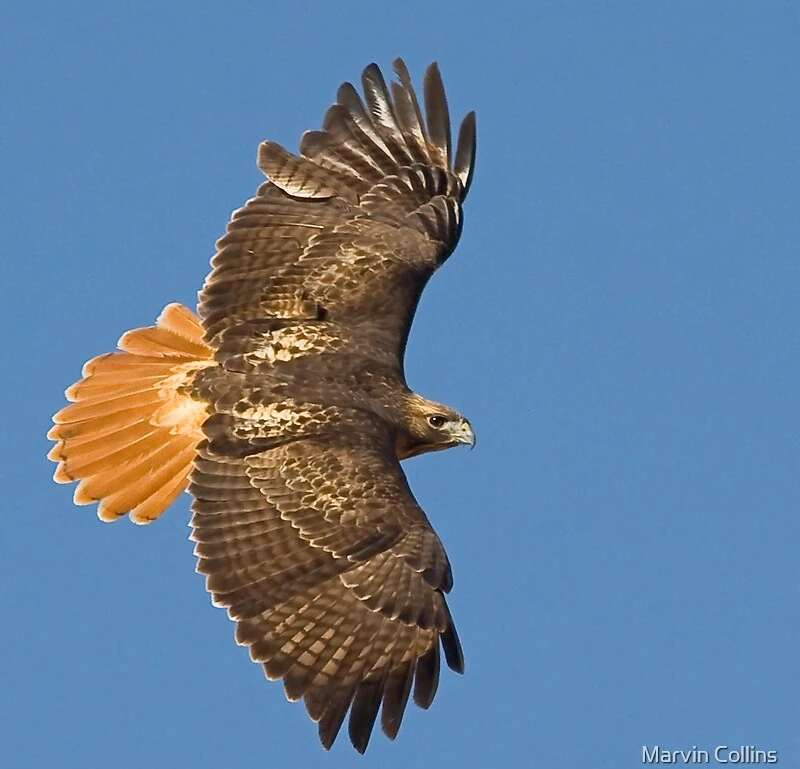 The Spiritual Meaning of the Red-Tailed Hawk