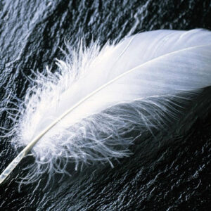 The Meaning of White Feathers: A Spiritual Perspective