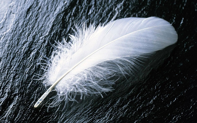 The Meaning of White Feathers: A Spiritual Perspective