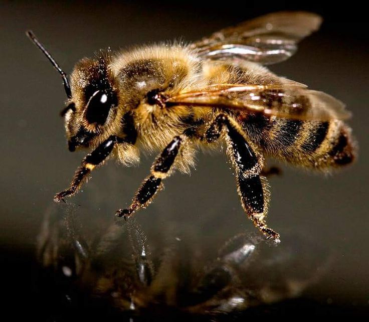 The Symbolic Meaning of a Bee