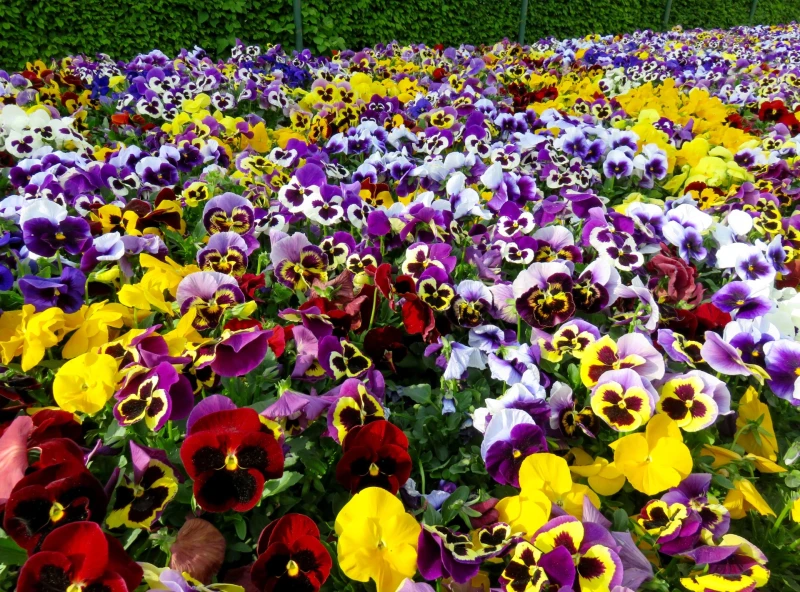 Understanding the Meaning of Pansy Flowers