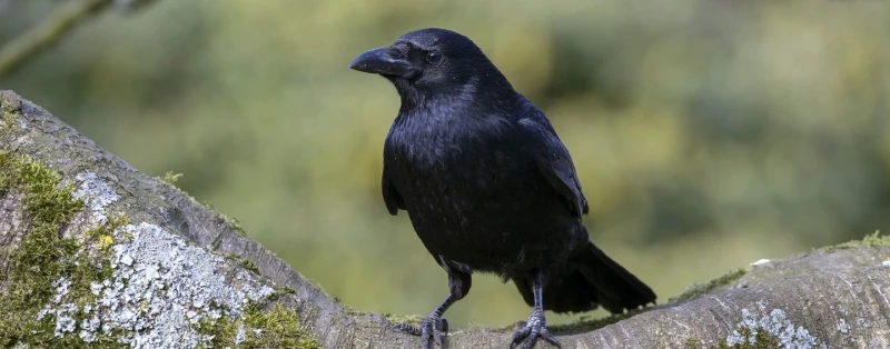 What Does a Black Crow Mean? Understanding the Symbolism