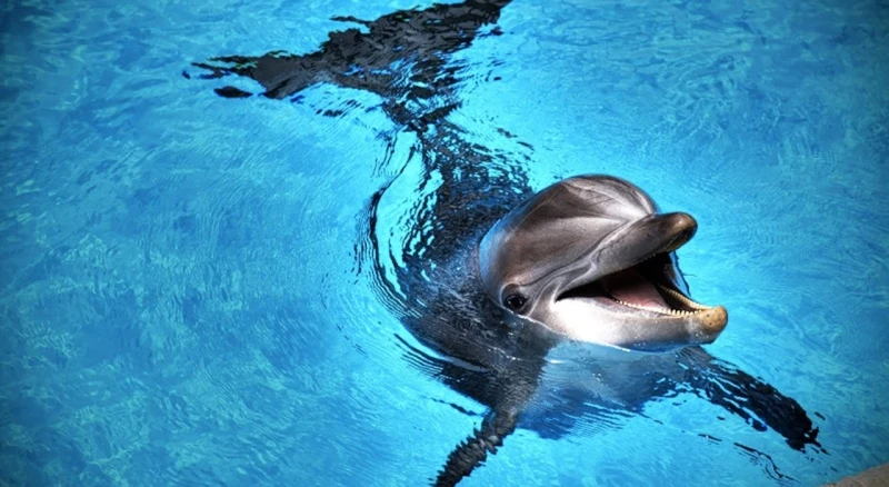 What Does a Dolphin Symbolize? Exploring the Meanings and Significance