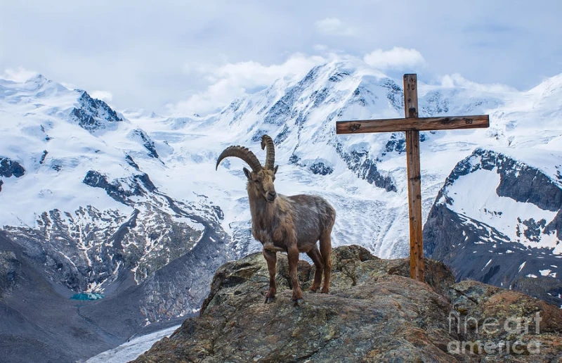 What Does a Goat Symbolize? Understanding the Spiritual and Cultural Significance of Goats