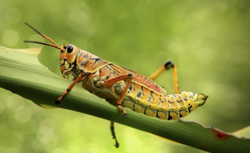 What Does a Grasshopper Symbolize? Uncovering the Meaning Behind This Insect