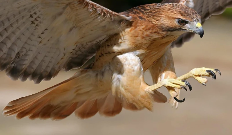 What Does a Hawk Symbolize? Understanding the Spiritual Meaning of Hawks