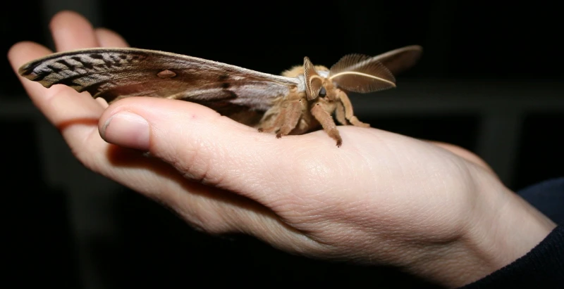 What Does a Moth Symbolize? Understanding the Meaning and Significance