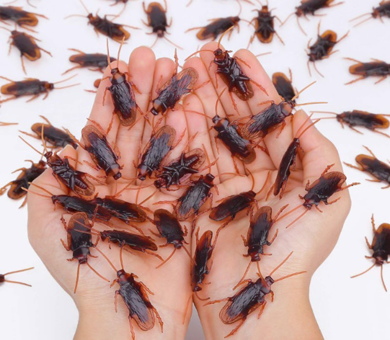 What is the Biblical Significance of Dreams About Cockroaches