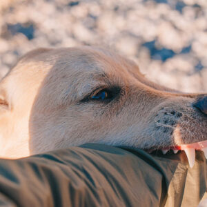 dream-meaning-dog-attacking-you-6478703b74eea.jpg
