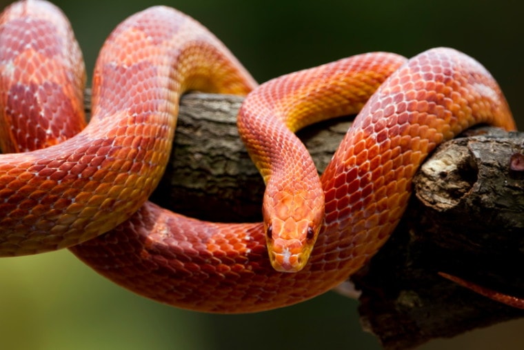 The Intriguing Meaning Behind Red Snake Dreams