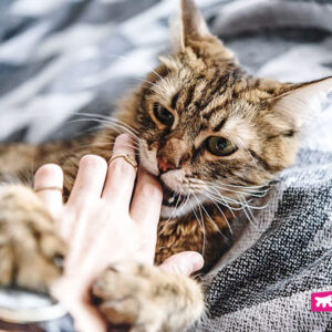 spiritual-meaning-of-cat-attacking-you-in-a-dream-64796b5c4de4b.jpg