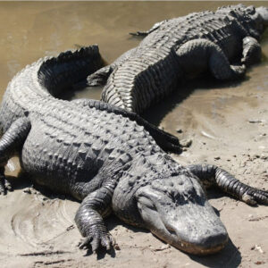 Uncovering the Mysterious Biblical Meaning of Alligators in Dreams