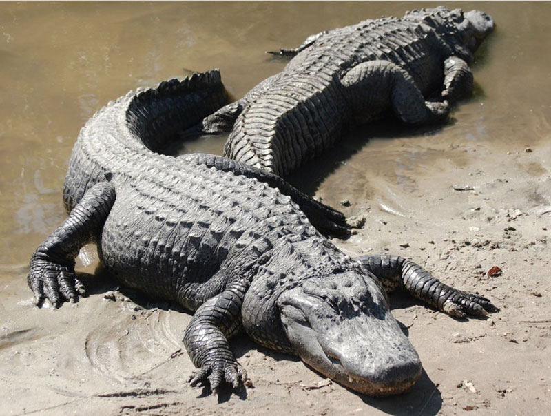Uncovering the Mysterious Biblical Meaning of Alligators in Dreams