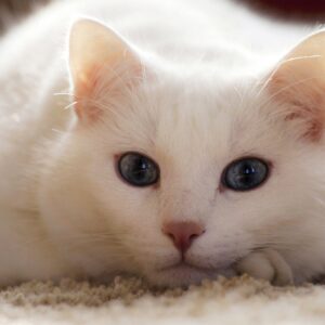 white-cat-dream-meaning-64796ec9b8b01.jpg
