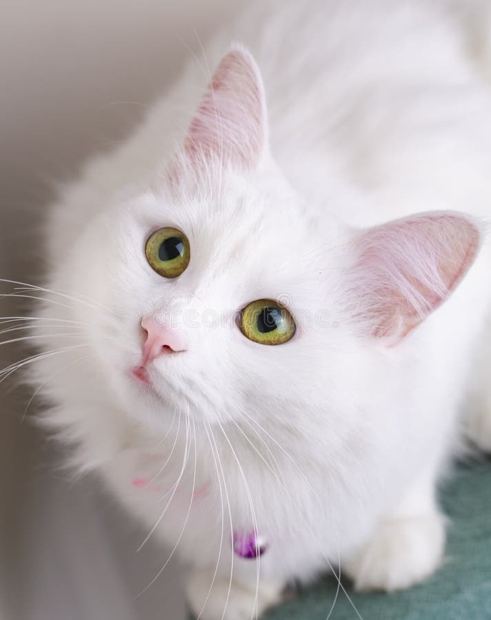 What Does It Mean When You Dream About a White Cat? - An Informative Guide