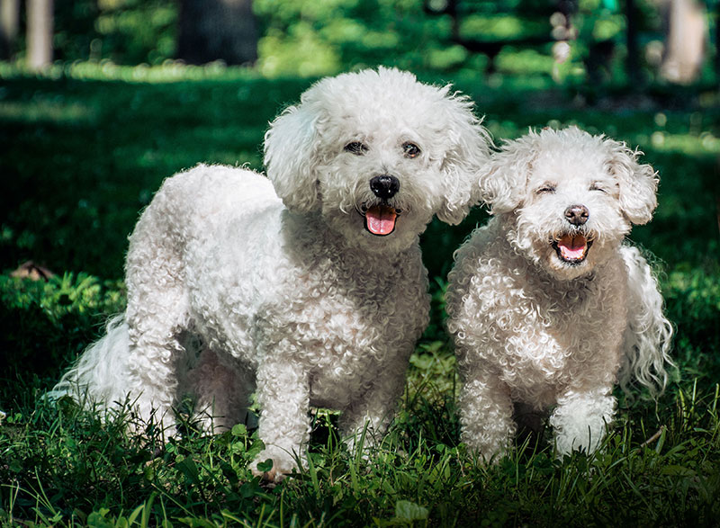 The Meaning of Dreaming about a White Dog