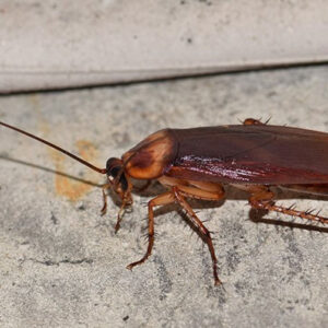 Cockroach Dream Meaning: Understanding What Your Dreams About Cockroaches Mean