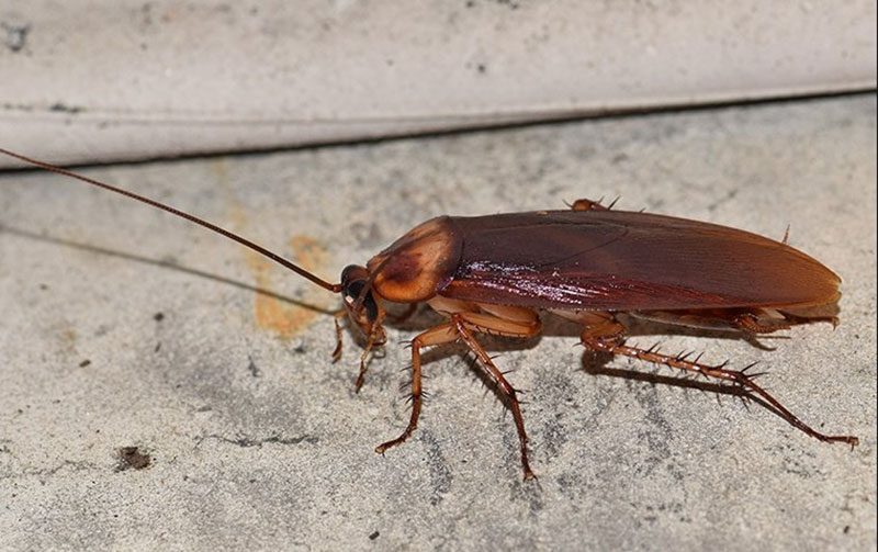 Cockroach Dream Meaning: Understanding What Your Dreams About Cockroaches Mean