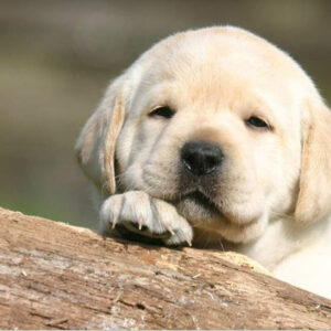 Understanding the Puppy Dream Meaning: What Does it Signify?