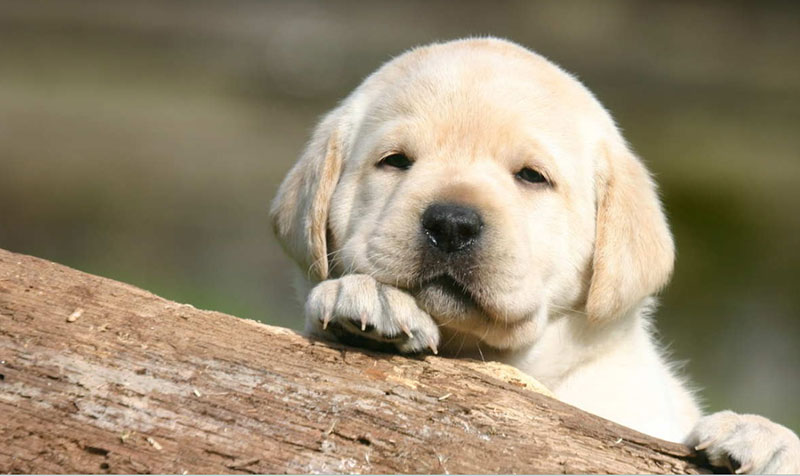 Understanding the Puppy Dream Meaning: What Does it Signify?